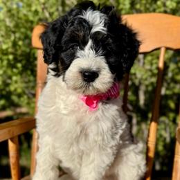 Elsa - White and black female Bordoodle puppy in Mancos, Colorado from Mesa View Puppies