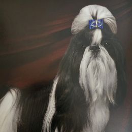 Shih Tzu All Grown Up from Southern Class Shih Tzu