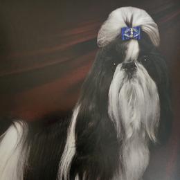 Shih Tzu All Grown Up from Southern Class Shih Tzu