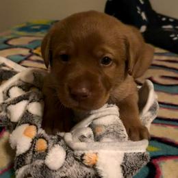 Florent - Yellow male Labrador Retriever puppy in North Chesterfield, Virginia from Lake Crystal Farms Labradors