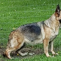 German Shepherds from Heavenly German Shepherds & Shetland Sheepdogs Kennels