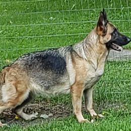 German Shepherds from Heavenly German Shepherds & Shetland Sheepdogs Kennels