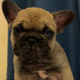 French Bulldog Puppies from Von Bales French Bulldogs