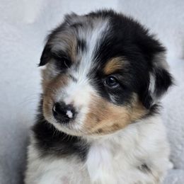 Boy 2 - Blue merle male Australian Shepherd puppy in Silsbee, Texas from Work 'n' Ranch Aussies LLC