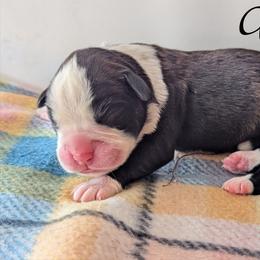 Godiva - Brindle female Boxer puppy in Mountain Home, Idaho from LJK Boxers & Toy Aussies