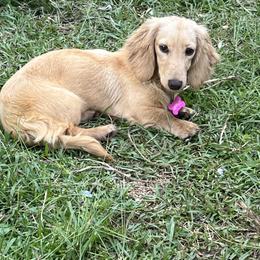 Dachshund Puppies from Camacho_Dachshunds