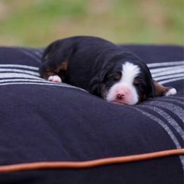 Carondelet - Tri-color female Bernedoodle puppy in Denham Springs, Louisiana from GimiPup Doodles