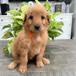 Orange - Red  female Goldendoodle puppy in Bakersfield, California from Lavish Doodles