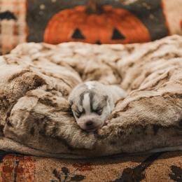 Nyx - Gray and white female Siberian Husky puppy in Front Royal, Virginia from North River Siberians