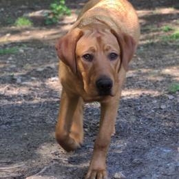 Labrador Retrievers from Red Fox Mountain