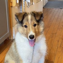 Josephine - Sable and white Collie puppy in Franklin, Tennessee from Franklin Farm Collies