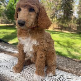 Rhubarb (Dark Pink) - Red  female Poodle puppy in Burwell, Nebraska from Petersen Poodles
