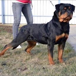 Infinity - Rottweiler
