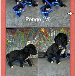 Pongo - Black male Goldendoodle puppy in Water Valley, Mississippi from Olympian Doodles