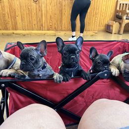 French Bulldogs from Le Grande Bulldogs