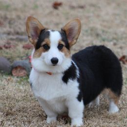 Maggie - Pembroke Welsh Corgi
