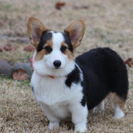Maggie - Pembroke Welsh Corgi