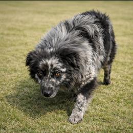 General - Miniature Australian Shepherd
