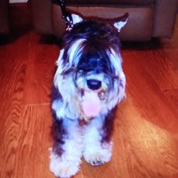 Playboy - Miniature Schnauzer