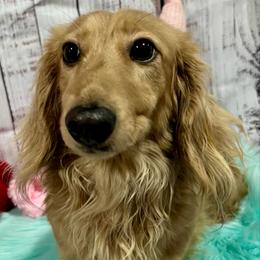Bosko - Dachshund