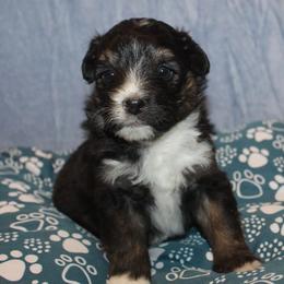 Vinny - Black tri-color male Aussiedoodle puppy in Loretto, Tennessee from K Kountry Farm