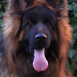 German Shepherds from VanBlargan German Shepherds