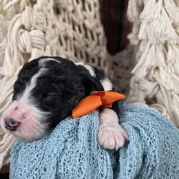 Goose - Parti male Poodle puppy in Springfield, Oregon from Valaurah Farms