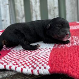 Tootsie Roll - Black tri-color female Australian Shepherd puppy in Laotto, Indiana from Circle B working Aussies