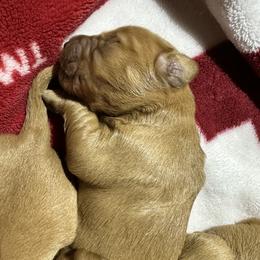Traveller - Dark golden male Golden Retriever puppy in Reading, Vermont from Green Mountain Golden Retrievers