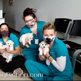 Bichon Frise Puppies from Champion Bichon