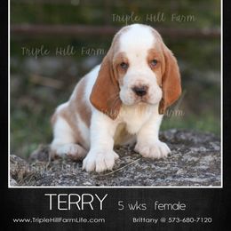 Terry - Mahogany and white female Basset Hound puppy in Jefferson City, Missouri from Triple Hill Farm