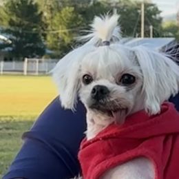 Zia - White female Maltese puppy in Snowville, Utah from Navabo Diamond