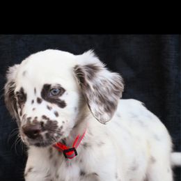 Dalmatian Puppies from Kasens Dalmatians