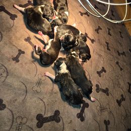 Boy 2 - Black and tan male Pembroke Welsh Corgi puppy in Necedah, Wisconsin from The 6Ks Paws and Hobbies