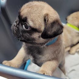 French Bulldog and Pug Puppies from Circus Pugs & Frenchies