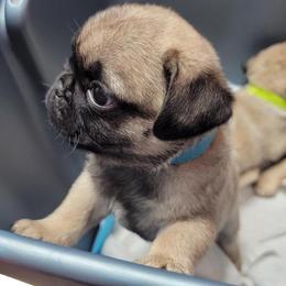 French Bulldog and Pug Puppies from Circus Pugs & Frenchies