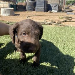 Anatolian Shepherd Dog, Aussiedoodle, and Scottish Terrier Puppies from Lee Valley Scotties