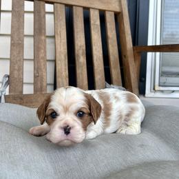 Boy 2 - male Cavalier King Charles Spaniel puppy in North Alabama And Middle Tennessee, Alabama from Cane Creek Cavaliers