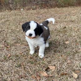 Purple female - Red and white female Saint Bernard puppy in Albany, Georgia from Magnolia Saint Bernards