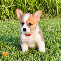 Soleil - Orange Collar Girl - Red female Pembroke Welsh Corgi puppy in Yulee, Florida from Pembroke Welsh Corgis at Belle Haven
