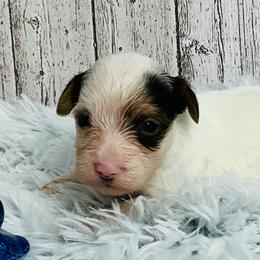 Ryder - Parti male Yorkshire Terrier puppy in Mankato, Minnesota from Tiny and Treasured