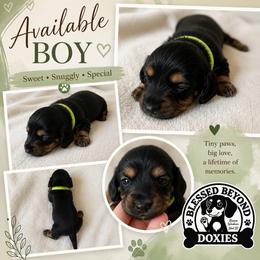 Boy 1 : 2250 - Black and tan male Dachshund puppy in Isabel, South Dakota from Blessed Beyond Doxies