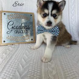 Pomsky Puppies from Goodness Gracious Pomskies