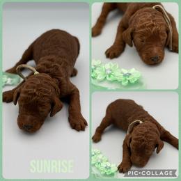Sunrise - Red  female Poodle puppy in Mount Vernon, Illinois from AMC Poodles