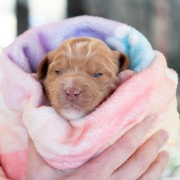 Australian Labradoodle Puppies from Integrity Labradoodles