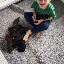 Portuguese Water Dog Puppies from Infiniti