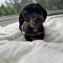 Moonlight - Black and tan male Dachshund puppy in San Diego, California from Enchantables