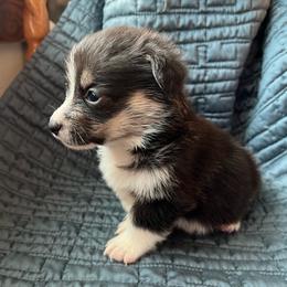 Pretty Precious Momma's Girl - Black and tan female Pembroke Welsh Corgi puppy in Blaine, Tennessee from Rose Brier Pembroke Welsh Corgis
