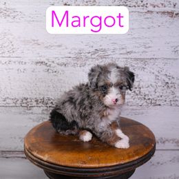 Margot - Blue merle female Assorted Doodle Crosses puppy in Calhoun, Georgia from Happy Top Doodles