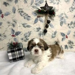 Boy 2 - Shih Tzu puppy from Shih Tzu G-ma